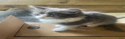 Mixed Breed cats for sale: Four little babies - Advert 13