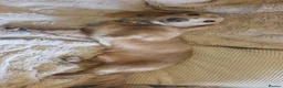 Miniature Dachshund dogs for sale: Miniature dachshund male - Advert 2