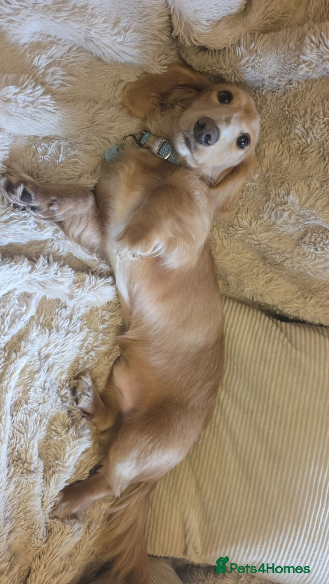 Miniature Dachshund dogs for sale: Miniature dachshund male - Advert 2
