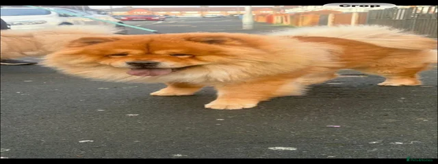 Kobi