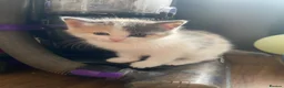 Mixed Breed cats for sale: Kittens - Advert 2