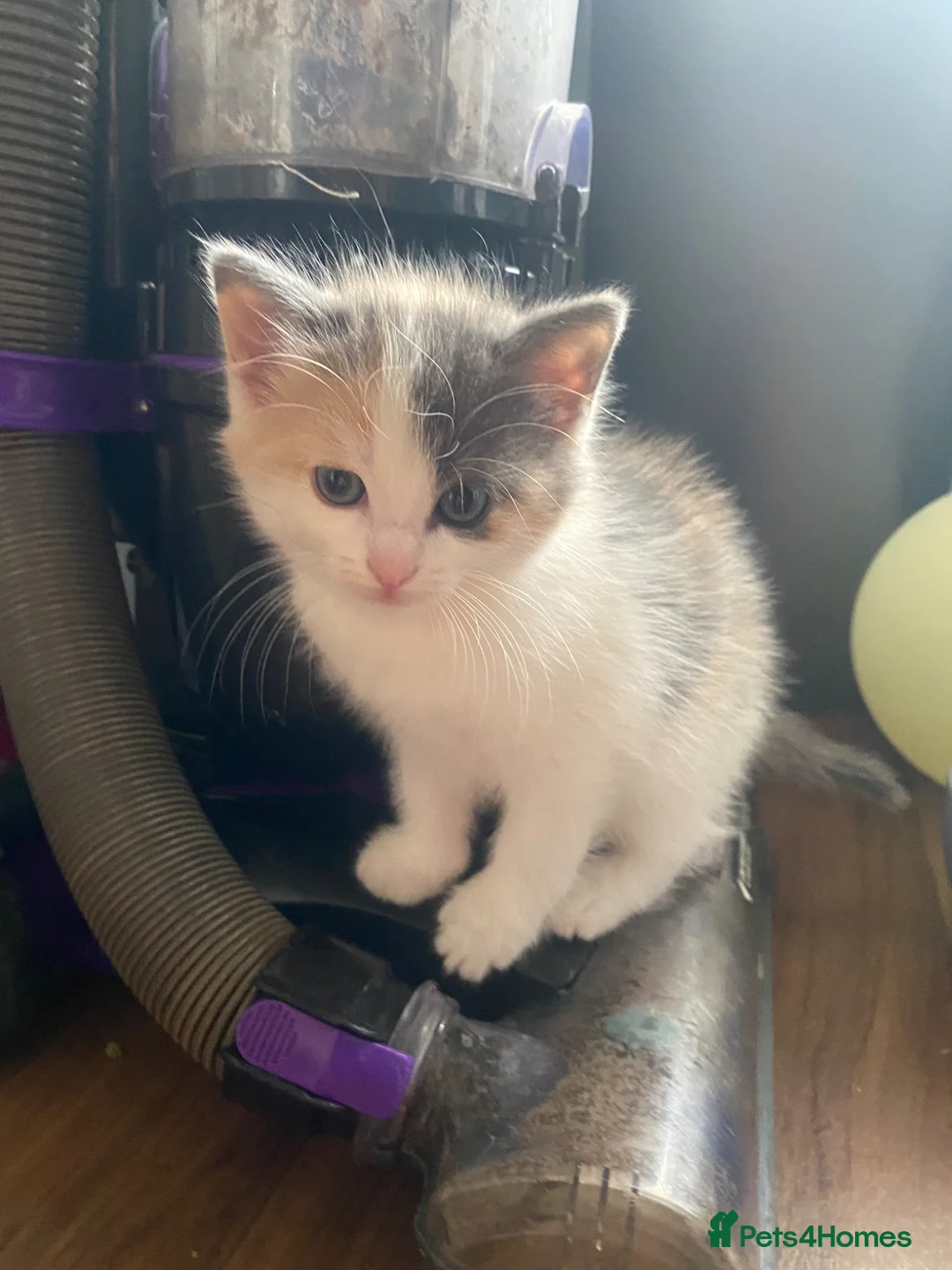 Mixed Breed cats for sale: Kittens - Advert 2