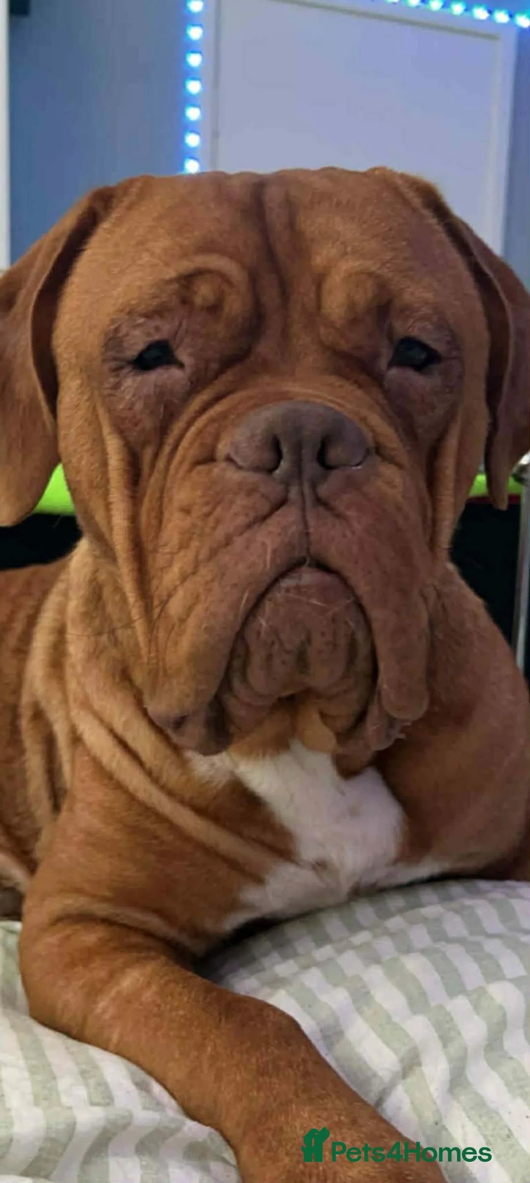 Dogue De Bordeaux dogs for sale: Dogue De Bordeaux Puppies in Carluke - Advert 1