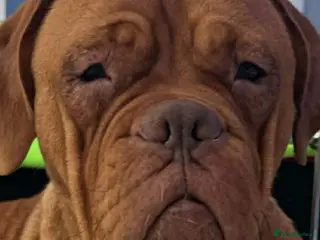 Dogue De Bordeaux dogs Dogue De Bordeaux Puppies - Advert 1