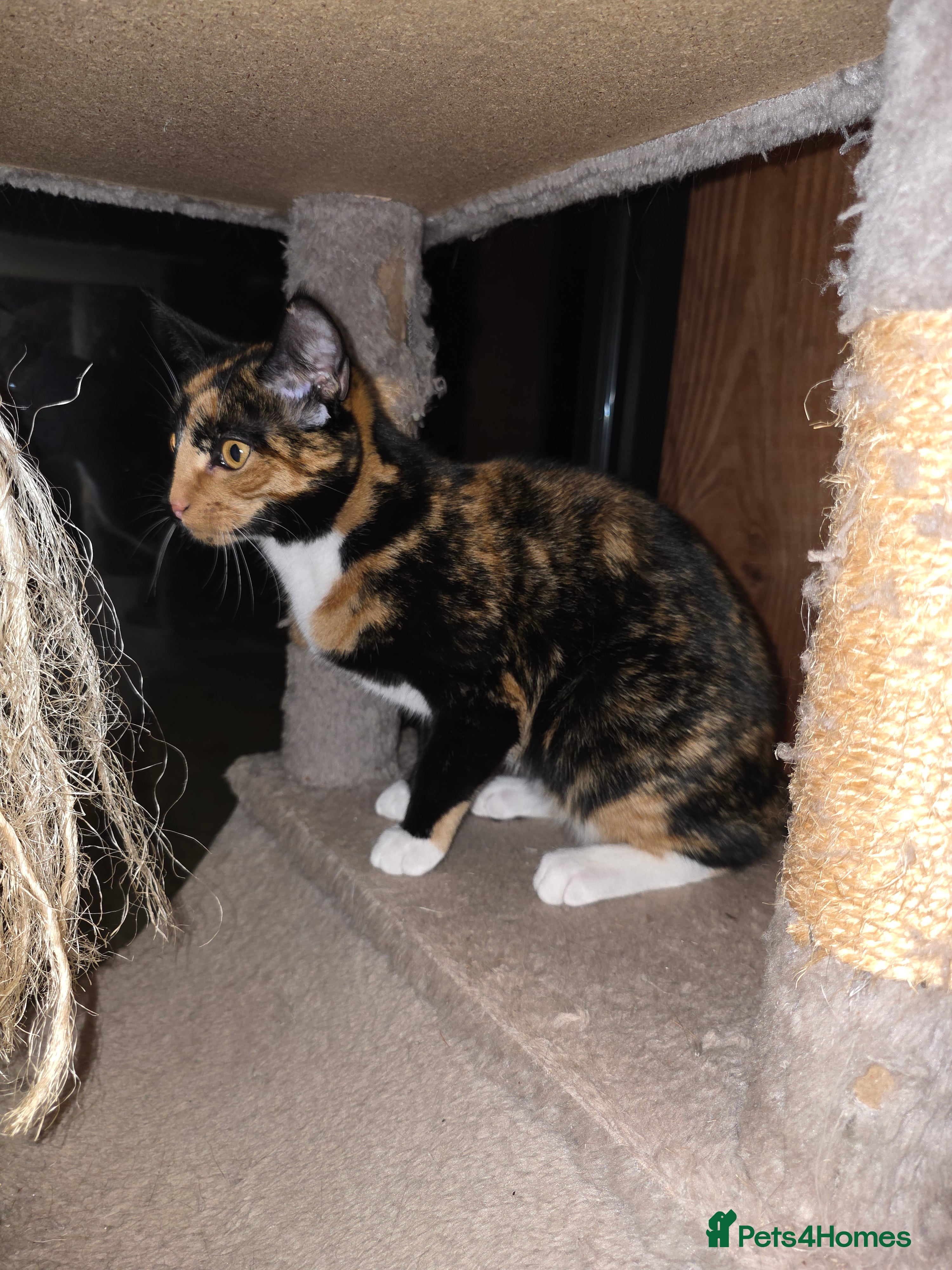 British Shorthair cats Loveable Kittens - Advert 4