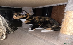 British Shorthair cats for sale: Loveable Kittens - Advert 1