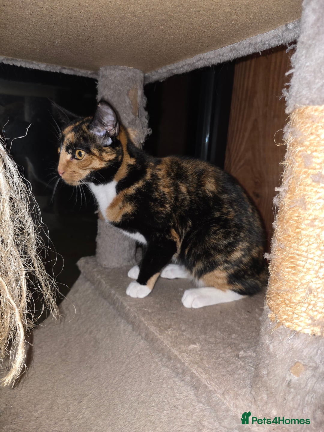 British Shorthair cats for sale: Loveable Kittens - Advert 1