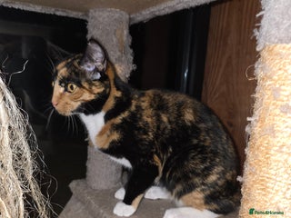 British Shorthair cats for sale: Loveable Kittens - Advert 1