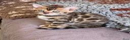 Bengal cats for sale: Stunning 🔥 TICA 🐾 Health tested Bengal Kittens  - Advert 18