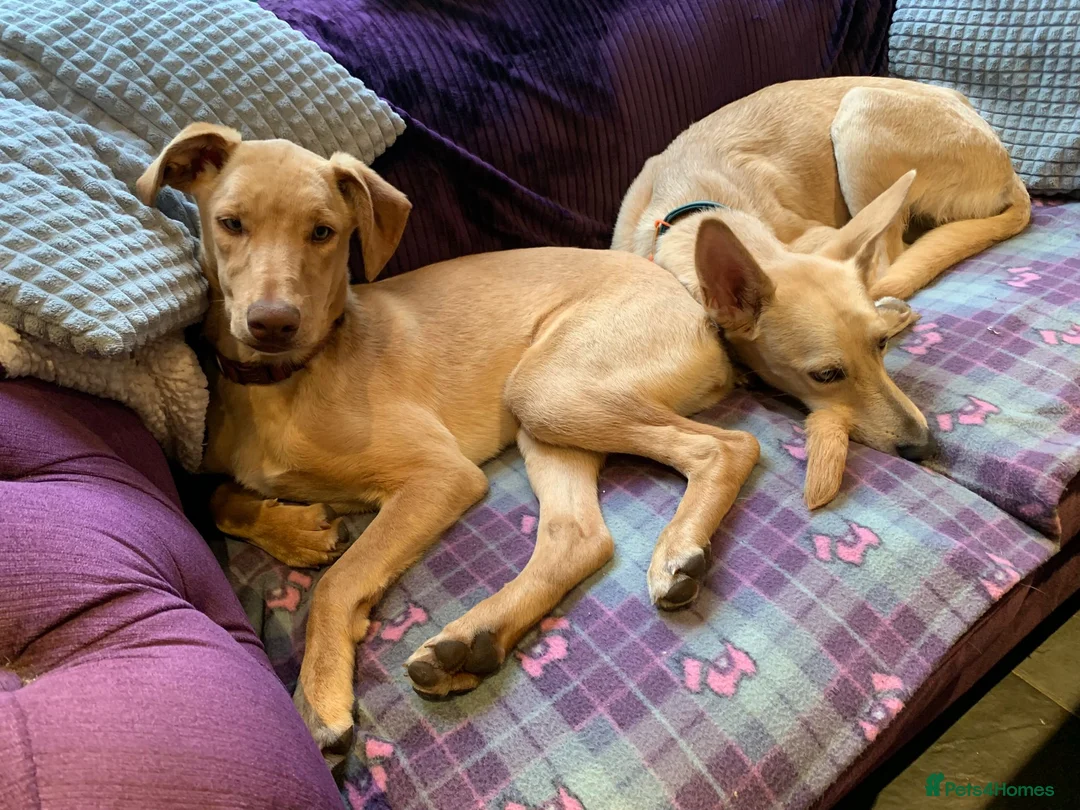 Mixed Breed dogs for sale: Sweet Caramel looking for her family - Advert 4