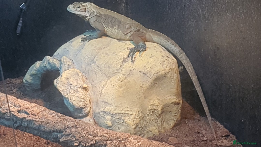 Iguana reptiles for sale: Rhino iguana  - Image 8