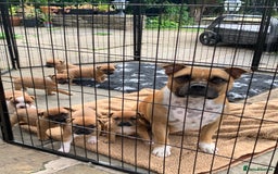 Staffordshire Bull Terrier dogs for sale: Stunning Red Staffy puppies KC top bloodlines - Image 40