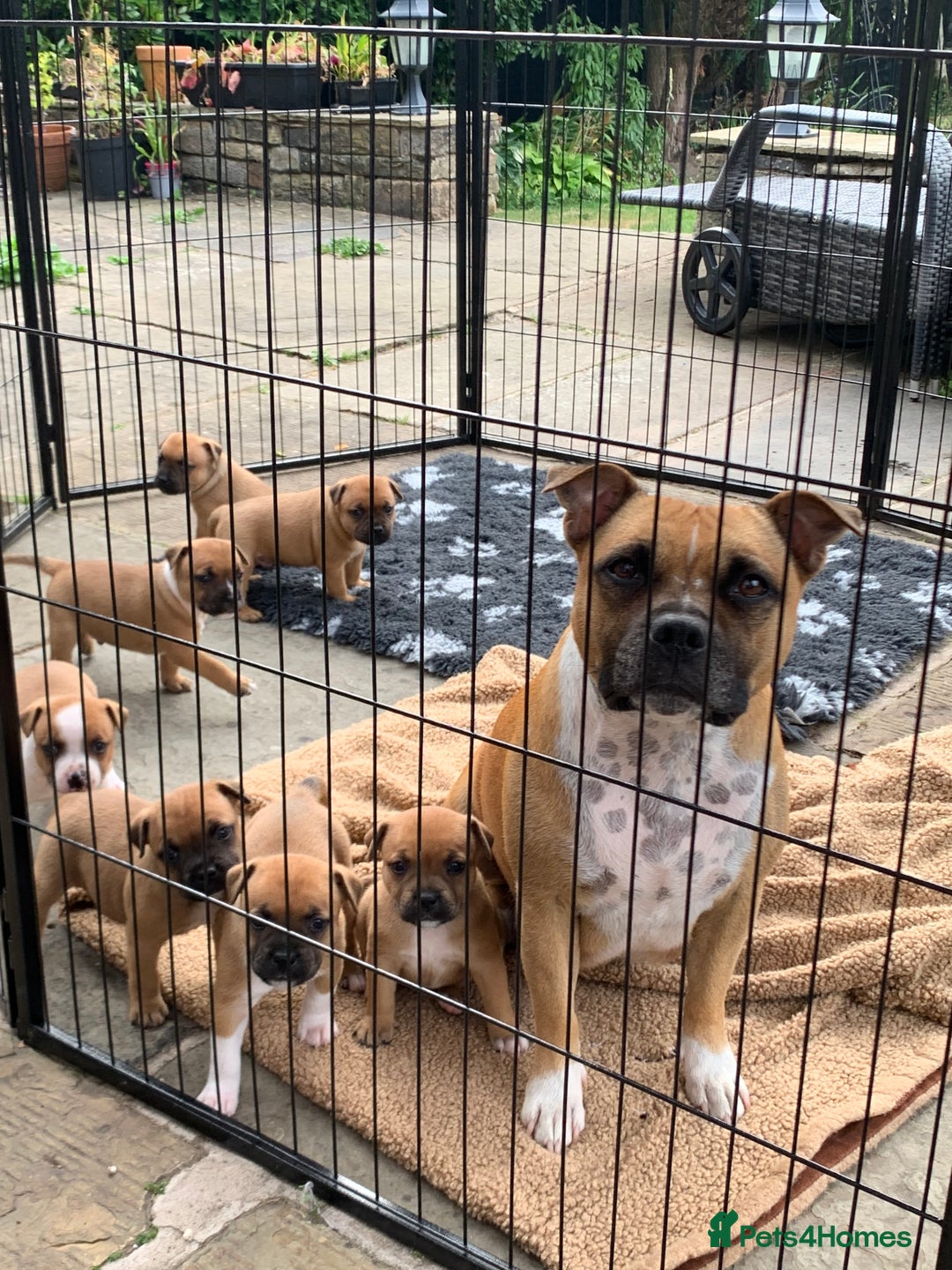 Staffordshire Bull Terrier dogs for sale: Stunning Red Staffy puppies KC top bloodlines - Image 40