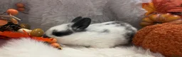 Rex rabbits for sale: Rex x Netherland dwarf  - Advert 6