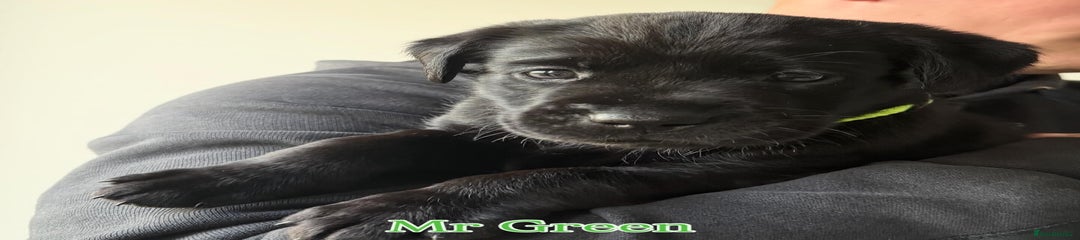 Labrador Retriever Puppy 4 -Mr Green