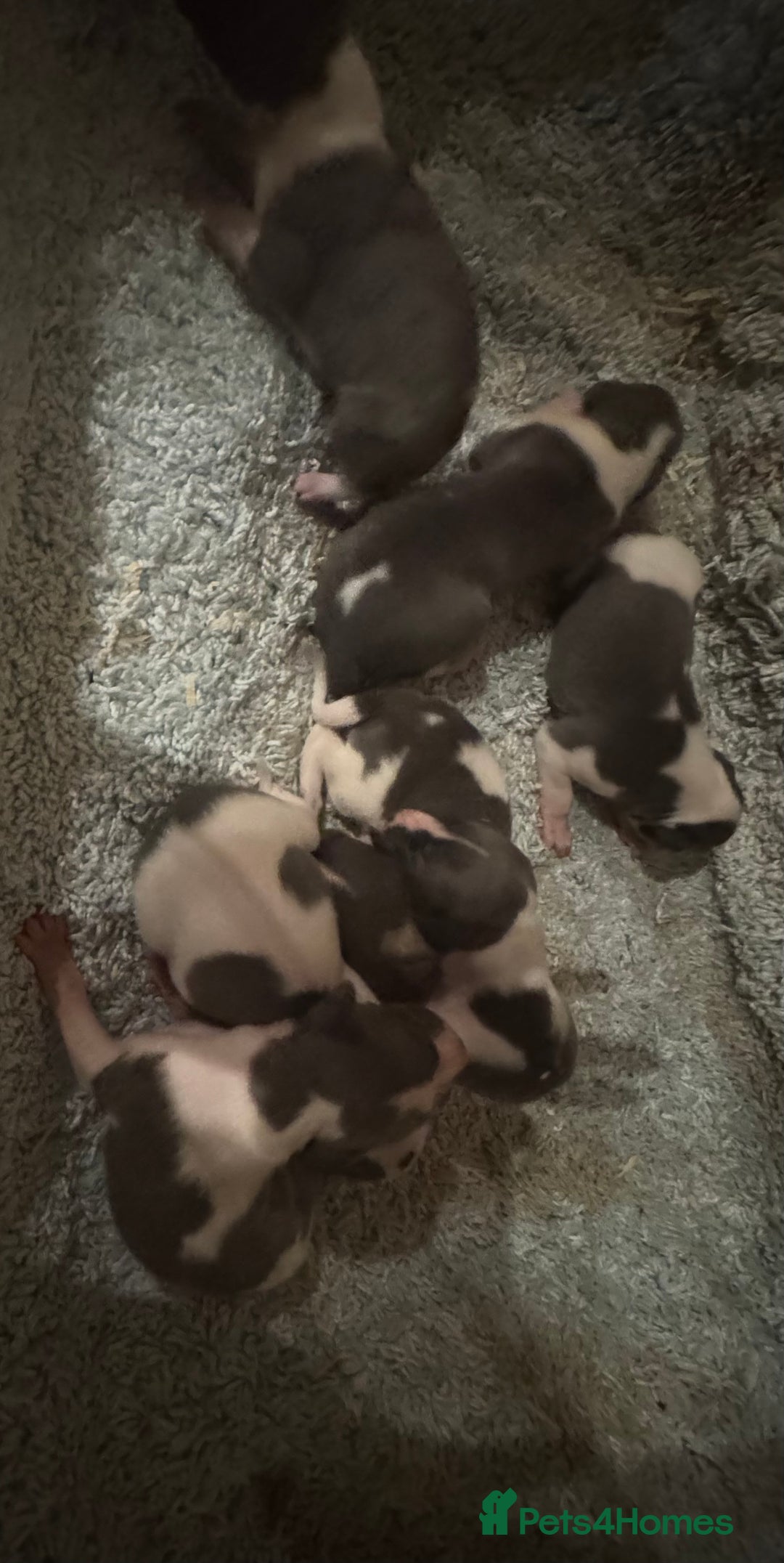 Whippet dogs for sale: 🐾 Exceptional small sized KC Reg Whippet Pups🐾 - Advert 21