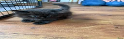 Mixed Breed cats for sale: Mixed ragdoll kittens  - Advert 19