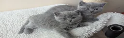 British Shorthair cats for sale: 1 boy & 1 girl - Parents Pedigree DAD x5 champion  in Braintree - Advert 2