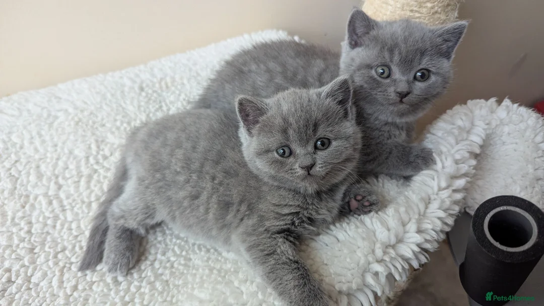 British Shorthair cats for sale: 1 boy & 1 girl - Parents Pedigree DAD x5 champion  in Braintree - Advert 2