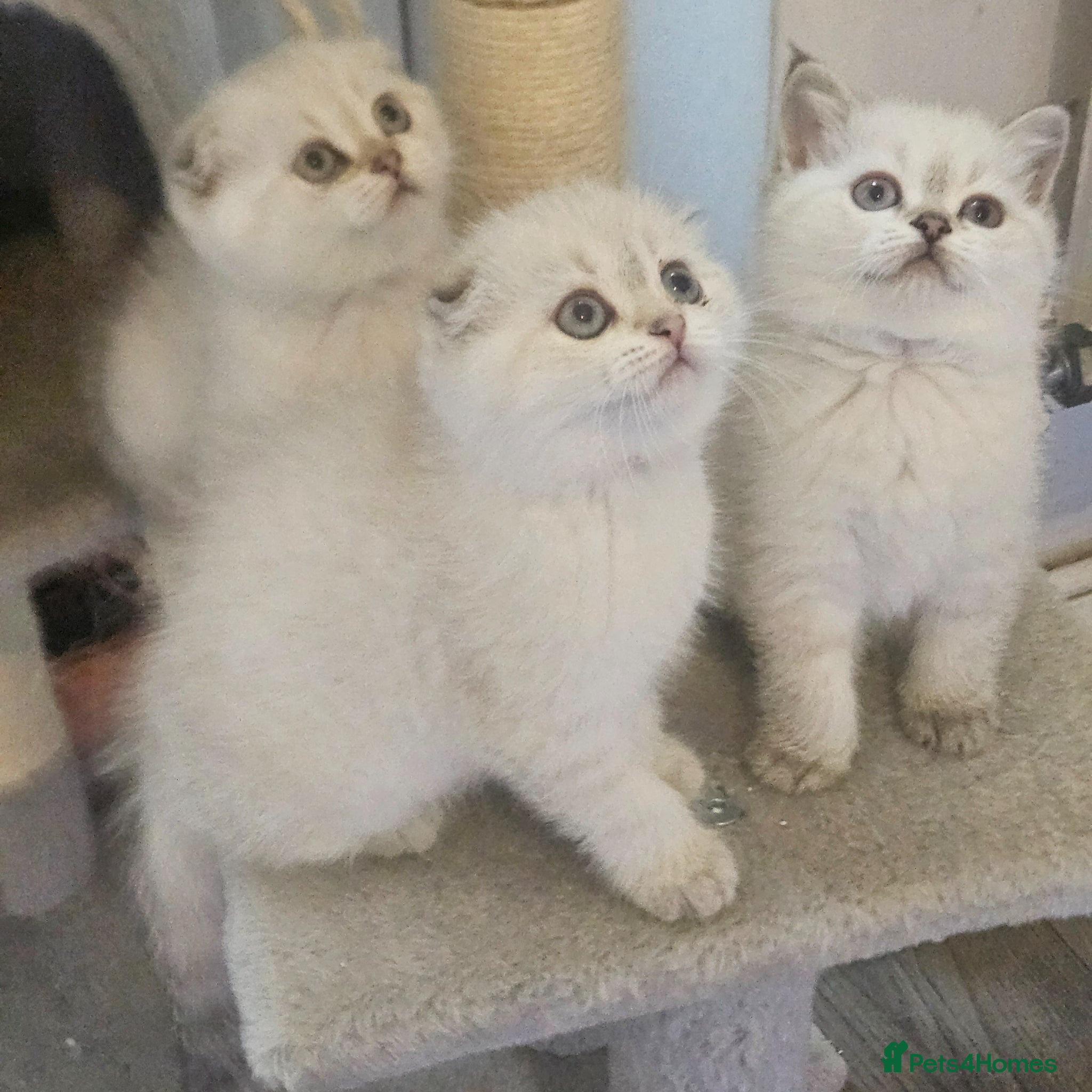 Scottish Fold cats Tica full pedigree scottish fold kittens london  - Advert 2