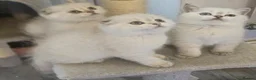 Scottish Fold cats for sale: Tica full pedigree scottish fold kittens london  - Advert 4