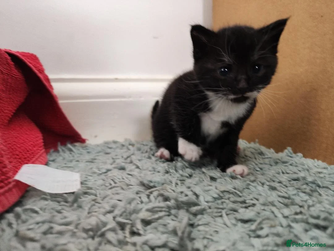 Mixed Breed cats for sale: Playful and Adorable Kittens for their new Homes!! in Hounslow - Advert 10