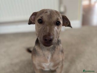 Jack Russell dogs for sale: Jack Russell puppy for sale - Advert 1