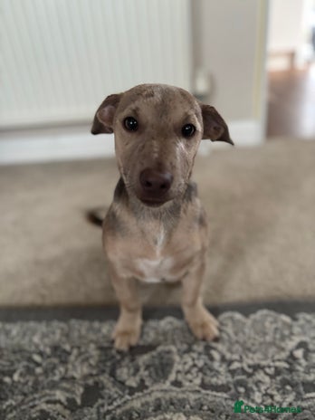 Jack Russell dogs - Advert 2