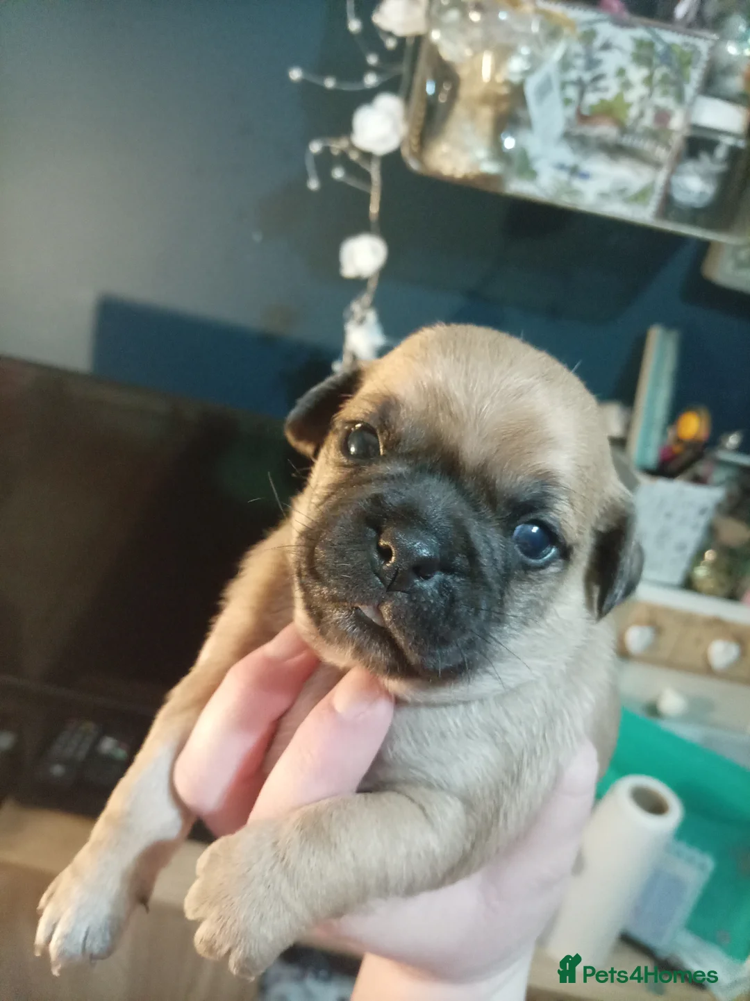 Jug dogs for sale: Jug puppies Jack Russell x pug puppies available - Advert 6