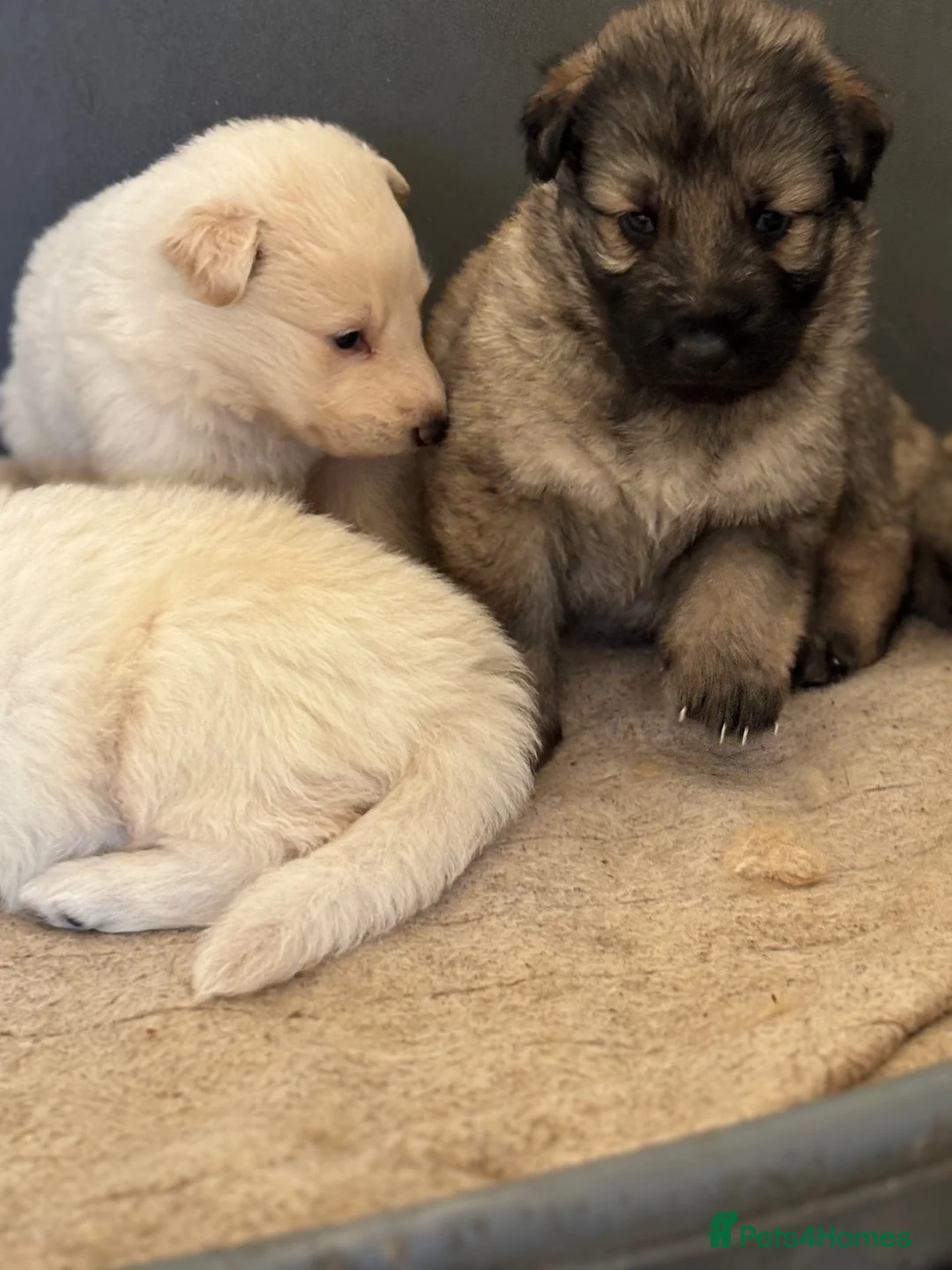 German Shepherd dogs for sale: Beautiful shepherd pups - Advert 2