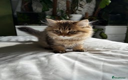 British Longhair cats for sale: Beautiful British Longhair Kittens  - Image 12