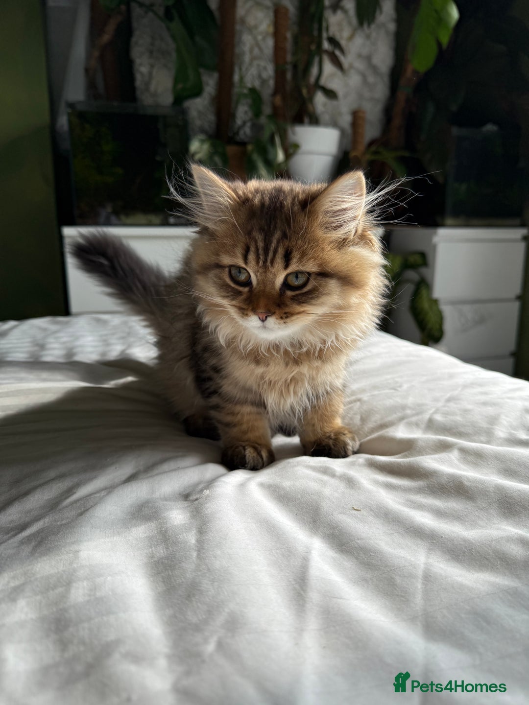 British Longhair cats for sale: Beautiful British Longhair Kittens  - Image 12
