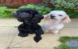 Toy Poodle dogs for sale: Adorable toy poodles, 1 boy left,  READY TO GO - Image 21