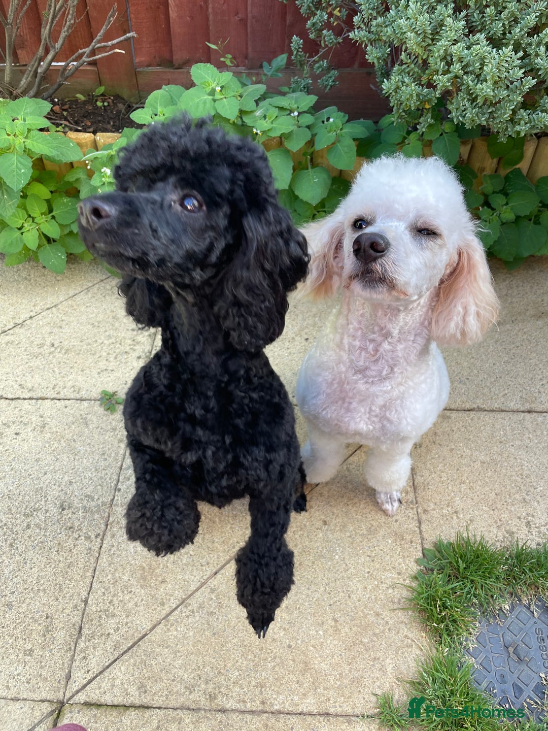Toy Poodle dogs for sale: Adorable toy poodles, 1 boy left,  READY TO GO - Image 21