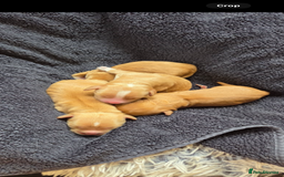 Cocker Spaniel dogs for sale: Working cocker spaniel boy - Image 18