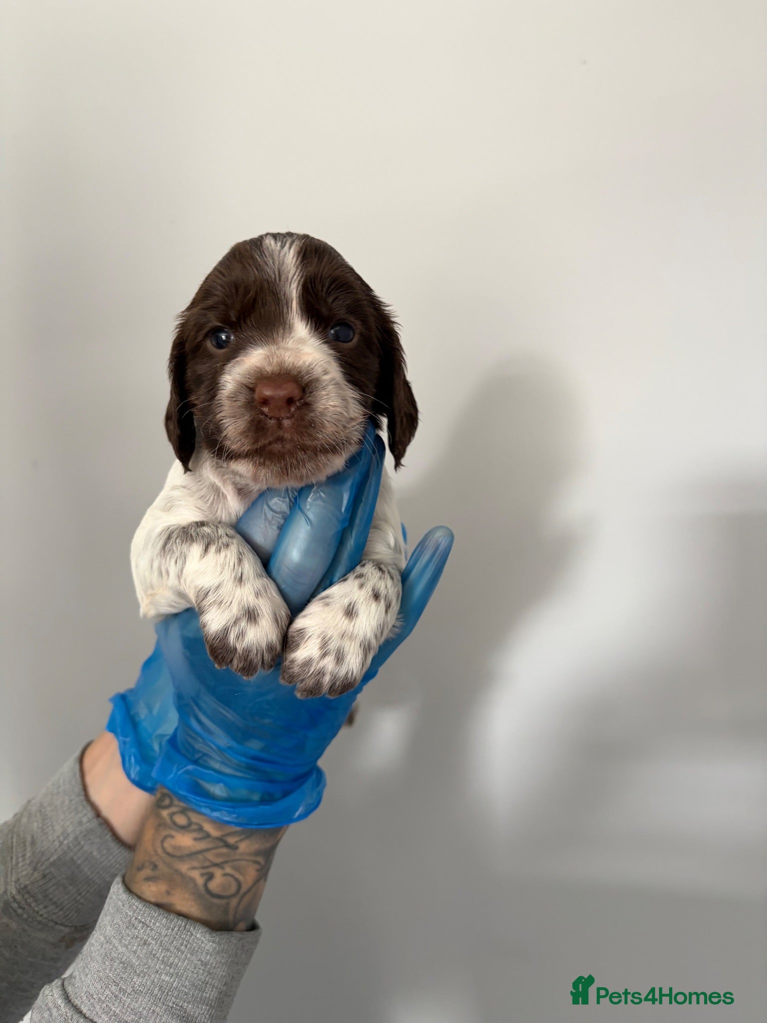 Cocker Spaniel dogs ✨🐾 EXQUISITE WORKING COCKER SPANIEL PUPPIES 🐾✨ - Advert 2