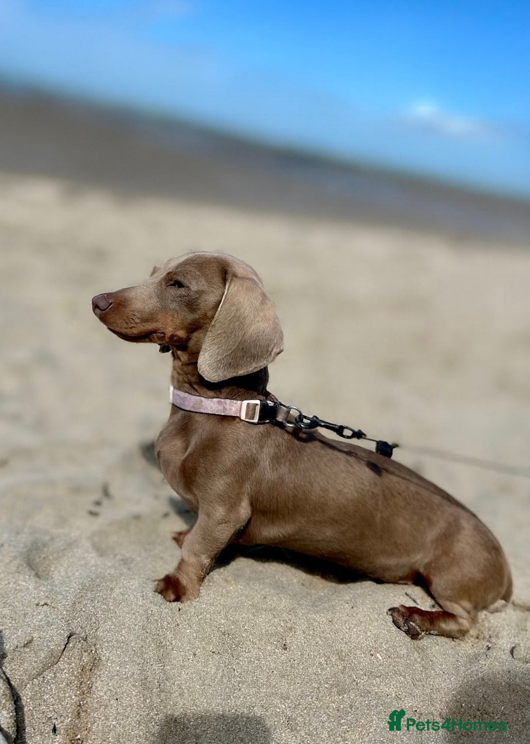 Miniature Dachshund dogs for sale: 2 Beautiful Female kc Miniature Dachshund Puppies - Advert 9