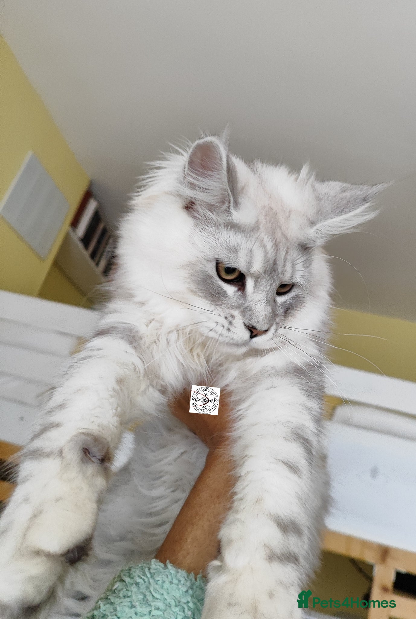 Maine Coon cats XXL Maine coon boy  - Advert 2