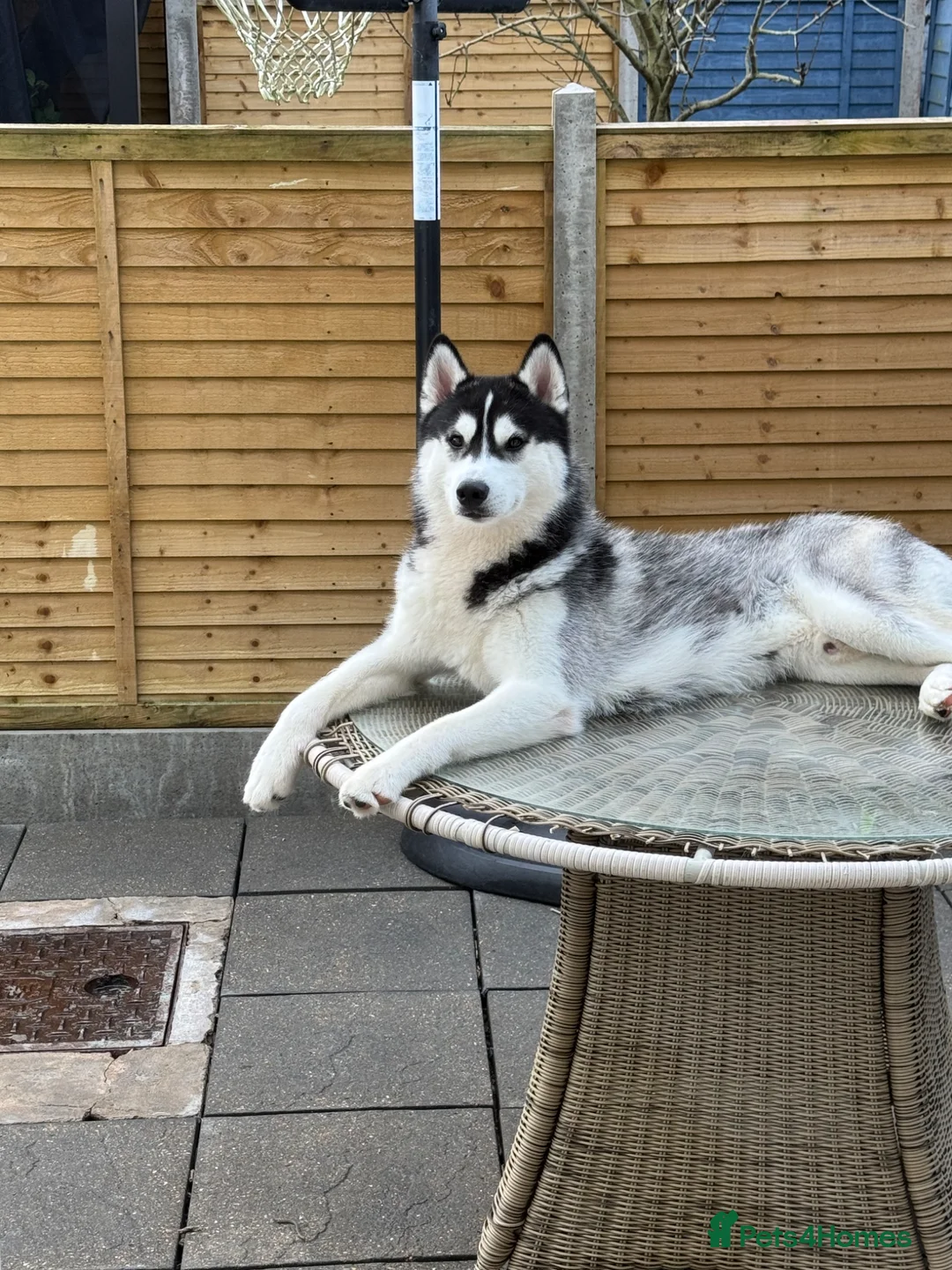 Siberian Husky dogs for sale: Excellent homes needed for Siberian huskies  - Advert 2