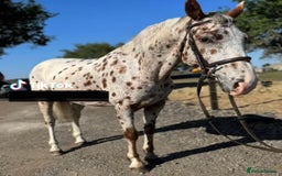Appaloosa horses for sale: 5yr old Appaloosa Gelding  - Image 1