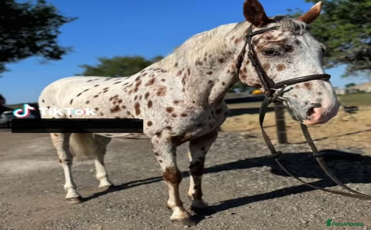Appaloosa horses - Advert 1