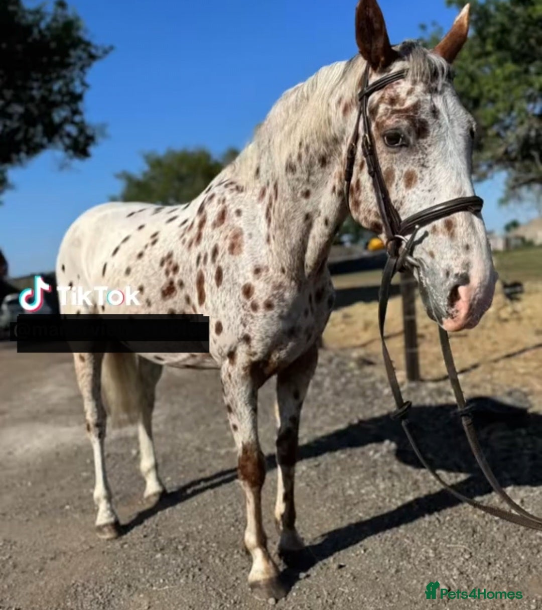 Appaloosa horses for sale: 5yr old Appaloosa Gelding  - Image 1