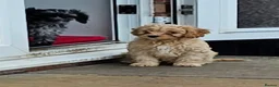 Cavapoo dogs for sale: Health tested F1 Cavapoo puppies - Advert 6