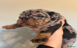 English Bulldog dogs for sale: KC Registered English Bulldogs - Image 6