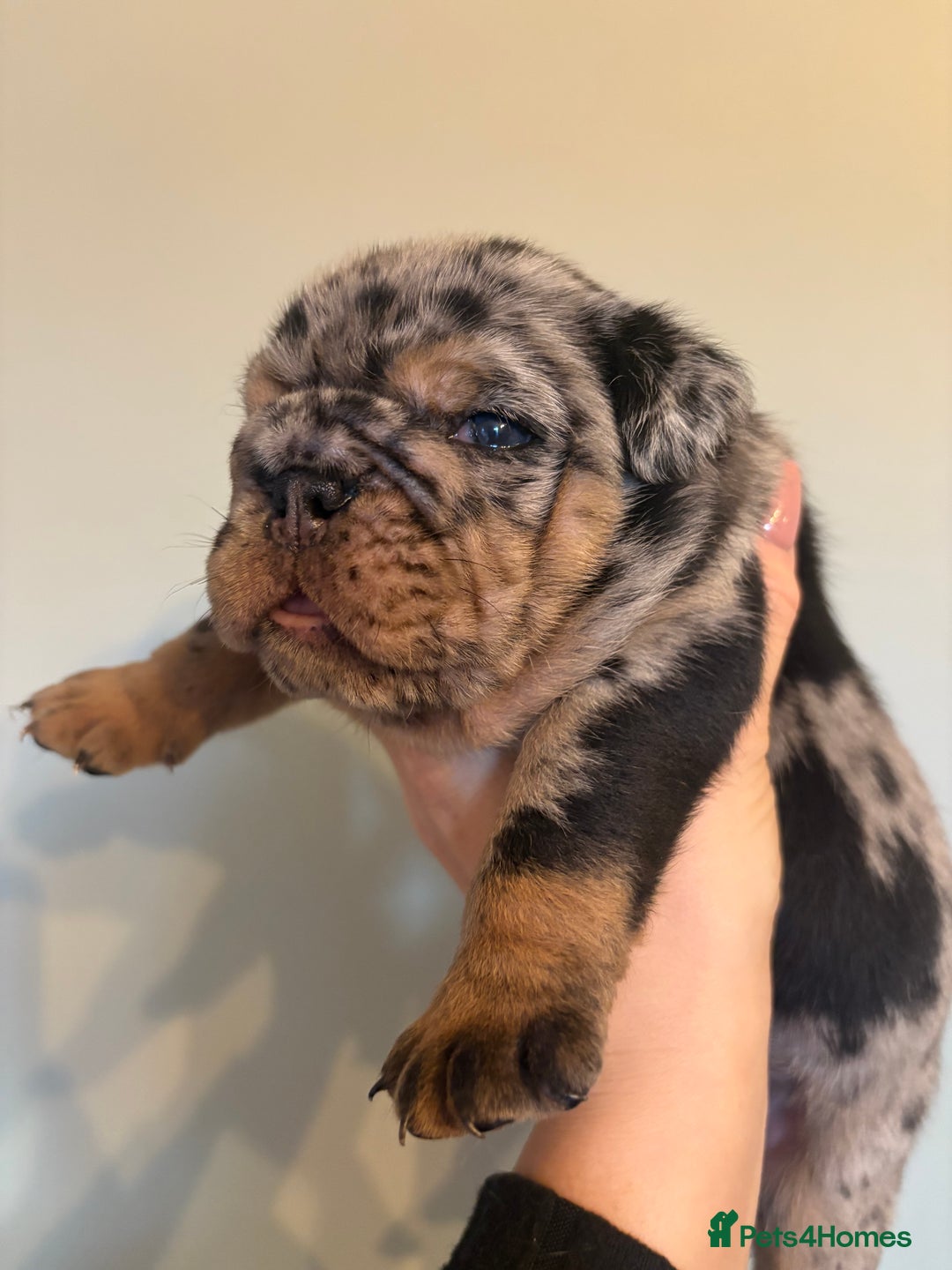English Bulldog dogs for sale: KC Registered English Bulldogs - Image 6
