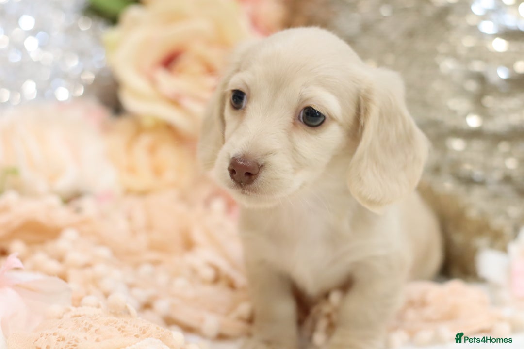 Miniature Dachshund dogs for sale: KC Registered Cream Longhair Puppies - Image 5