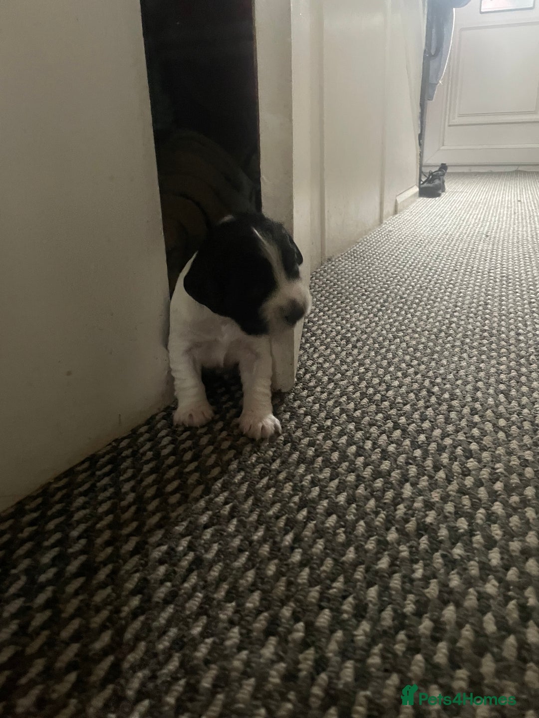 Sprocker dogs for sale: Gorgeous Sprocker Spaniel Puppies 🐶 - Image 7