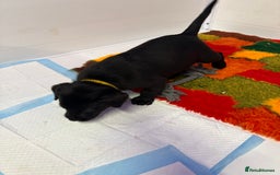 Labrador Retriever dogs for sale: Black pedigree Labradors only 3 girls available  - Image 13