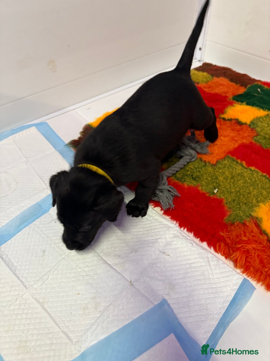 Labrador Retriever dogs for sale: Black pedigree Labradors only 3 girls available  - Image 13