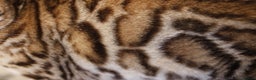 Bengal cats for sale: Exceptional Seal Sepia Bengal Queen  - Advert 20